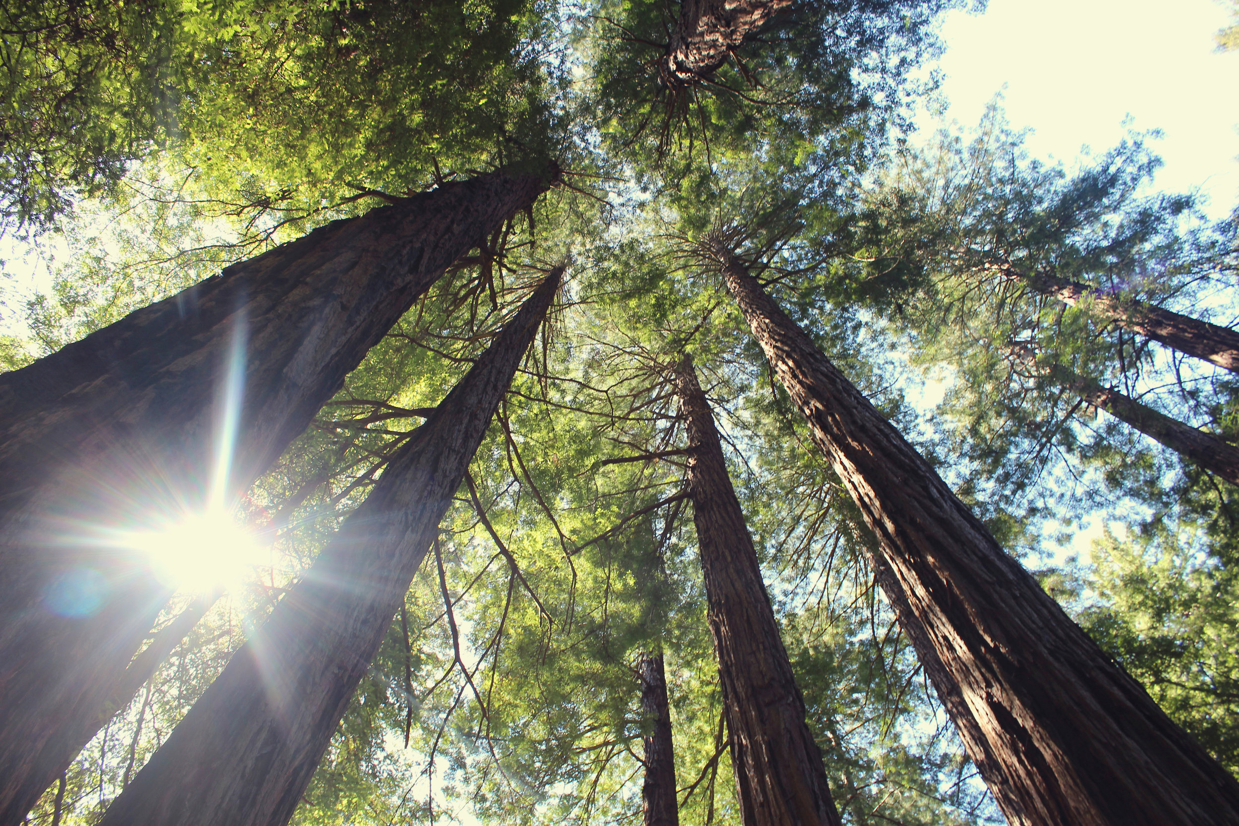 The Hidden Power of Forests: How Trees Are Vital for Our Planet's Health